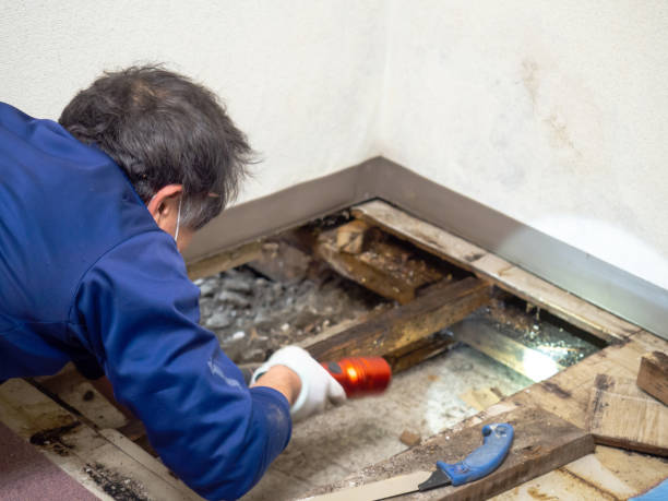 Best White Mold Remediation in South Point, OH