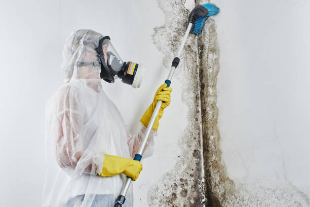 Best Mold Remediation for Specific Building Types in South Point, OH