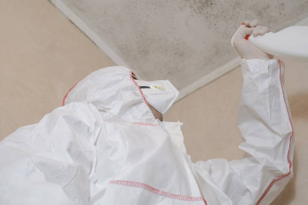 Best Preventive Mold Services in South Point, OH